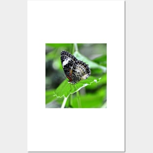 Black and White Butterfly Posters and Art